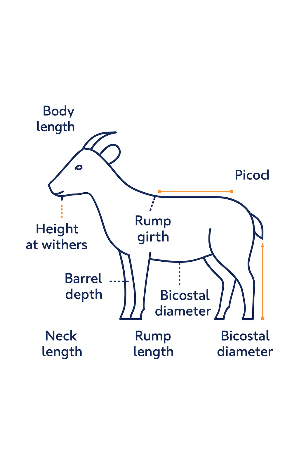 Goat Measurement Diagram
